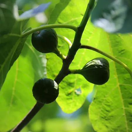 Hotel Bio Haus Am Weinberg